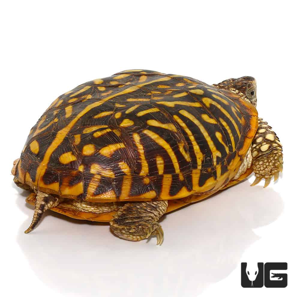 Adult Desert Ornate Box Turtle - Underground Reptiles