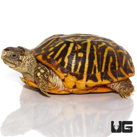Adult Desert Ornate Box Turtles For Sale - Underground Reptiles