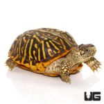 Adult Desert Ornate Box Turtles For Sale - Underground Reptiles