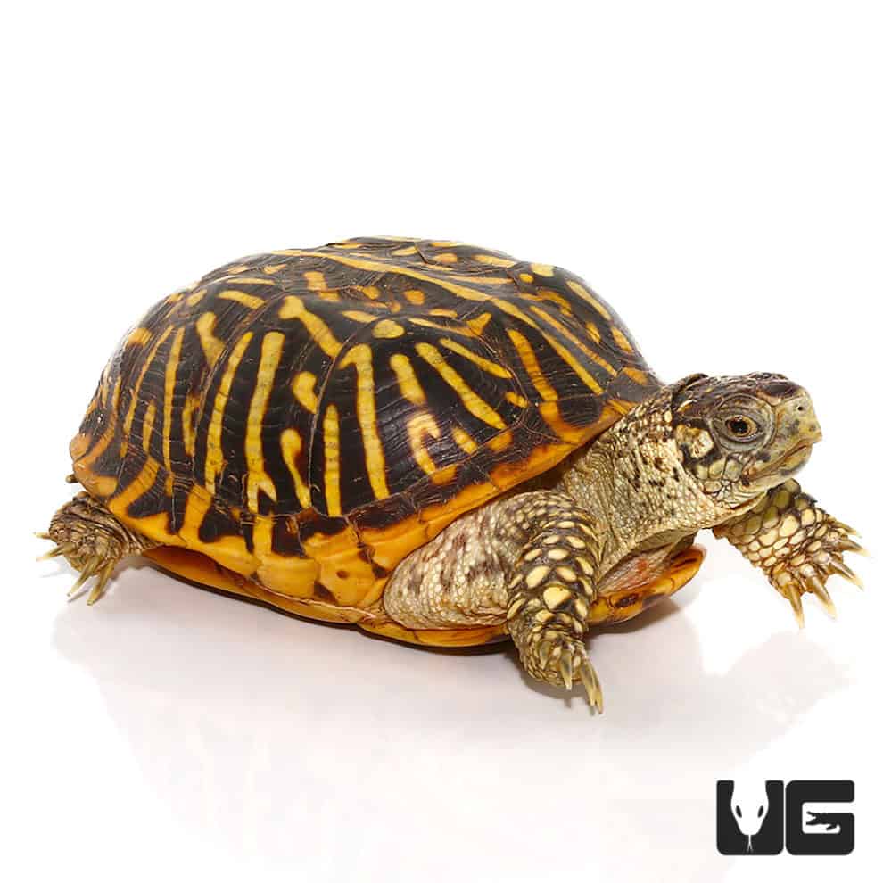 Adult Desert Ornate Box Turtle - Underground Reptiles