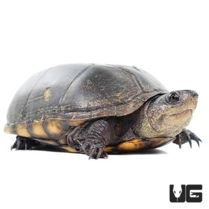 Turtles For Sale - Underground Reptiles