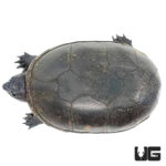 Adult Eastern Mud Turtles For Sale - Underground Reptiles