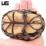 Adult Eastern Mud Turtles For Sale - Underground Reptiles