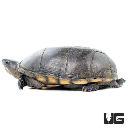 Adult Eastern Mud Turtles For Sale - Underground Reptiles