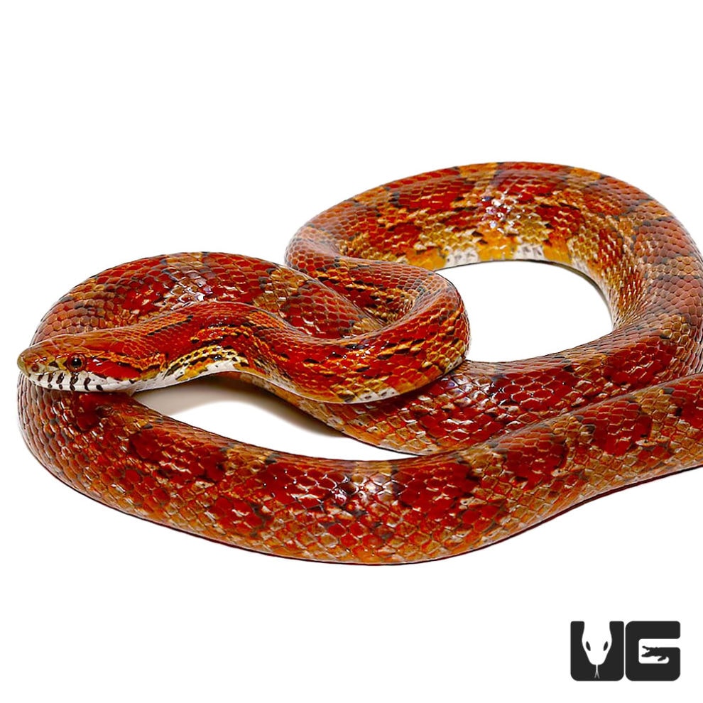 Adult Female Cornsnake - Underground Reptiles