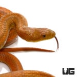 Adult Female Everglades Ratsnakes For Sale - Underground Reptiles