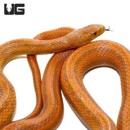 Adult Female Everglades Ratsnakes For Sale - Underground Reptiles