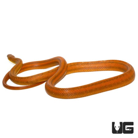 Adult Female Everglades Ratsnakes For Sale - Underground Reptiles