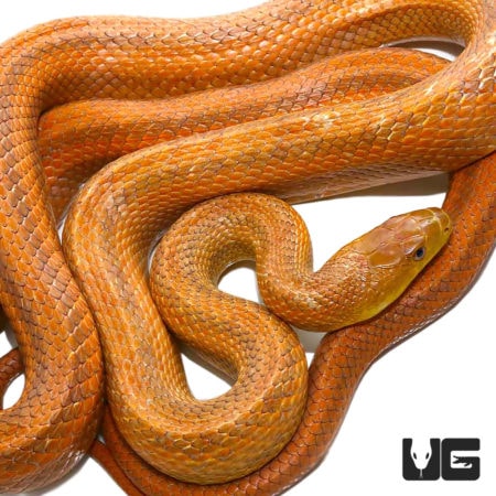 Adult Female Everglades Ratsnakes For Sale - Underground Reptiles