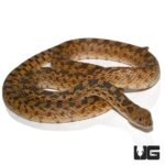 Adult Gopher Snakes For Sale - Underground Reptiles