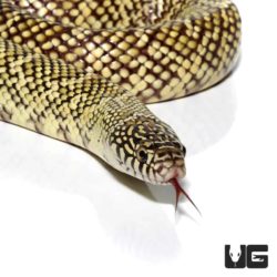 Adult Hypo Brooks Kingsnakes For Sale - Underground Reptiles
