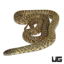 Adult Hypo Brooks Kingsnakes For Sale - Underground Reptiles