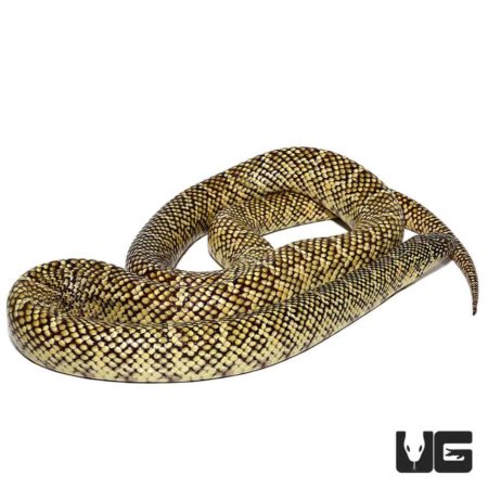 Adult Hypo Brooks Kingsnakes For Sale - Underground Reptiles