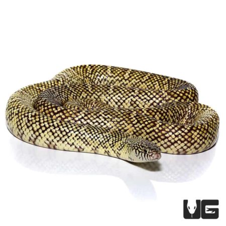 Adult Hypo Brooks Kingsnakes For Sale - Underground Reptiles