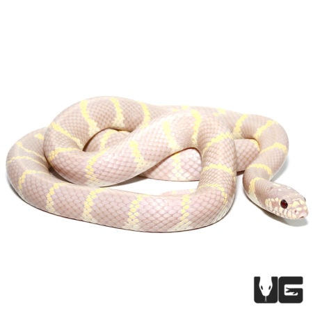 Adult Lavender Albino California Kingsnakes For Sale - Underground Reptiles