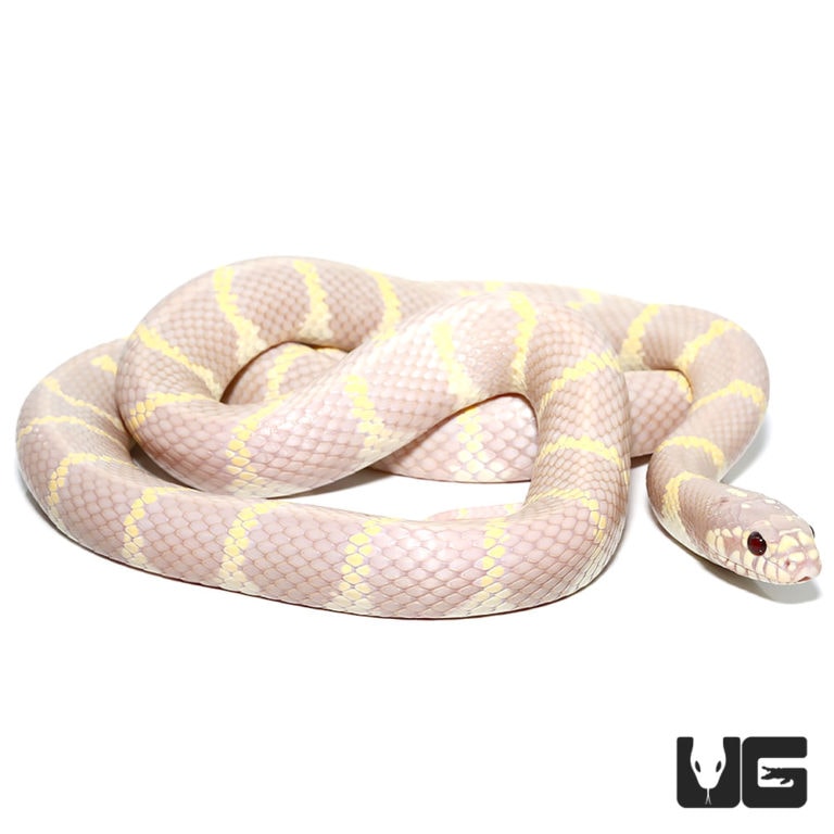 Adult Lavender Albino California Kingsnake - Underground Reptiles