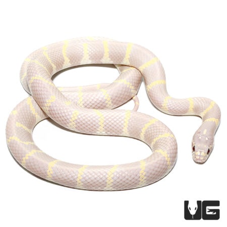 Adult Lavender Albino California Kingsnakes For Sale - Underground Reptiles