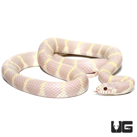 Adult Lavender Albino California Kingsnakes For Sale - Underground Reptiles