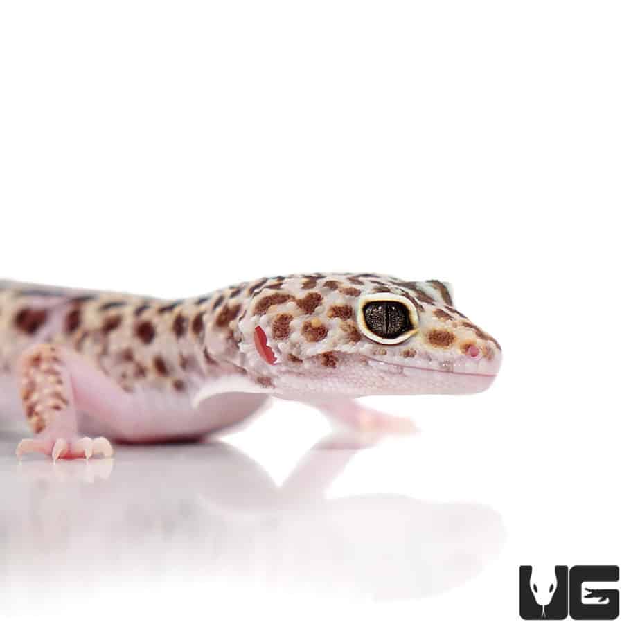 Adult Mack Snow Leopard Geckos (Eublepharis macularius) For Sale ...