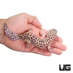 Adult Mack Snow Leopard Geckos For Sale - Underground Reptiles
