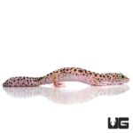Adult Mack Snow Leopard Geckos For Sale - Underground Reptiles