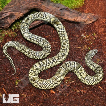 Adult Brooks Kingsnakes (Lampropeltis getula brooksi) For Sale - Underground Reptiles