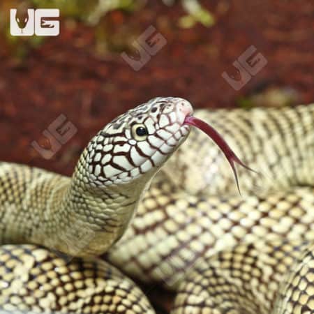 Adult Brooks Kingsnakes (Lampropeltis getula brooksi) For Sale - Underground Reptiles