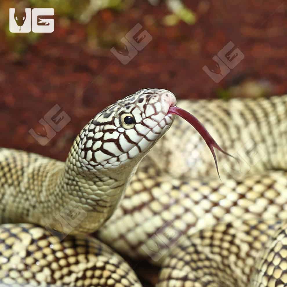 Adult Male Brooks Kingsnake Underground Reptiles
