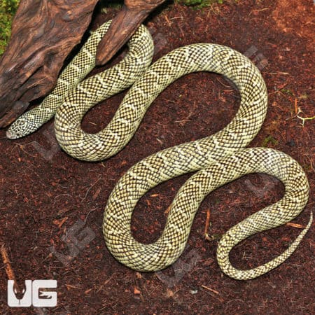 Adult Brooks Kingsnakes (Lampropeltis getula brooksi) For Sale - Underground Reptiles