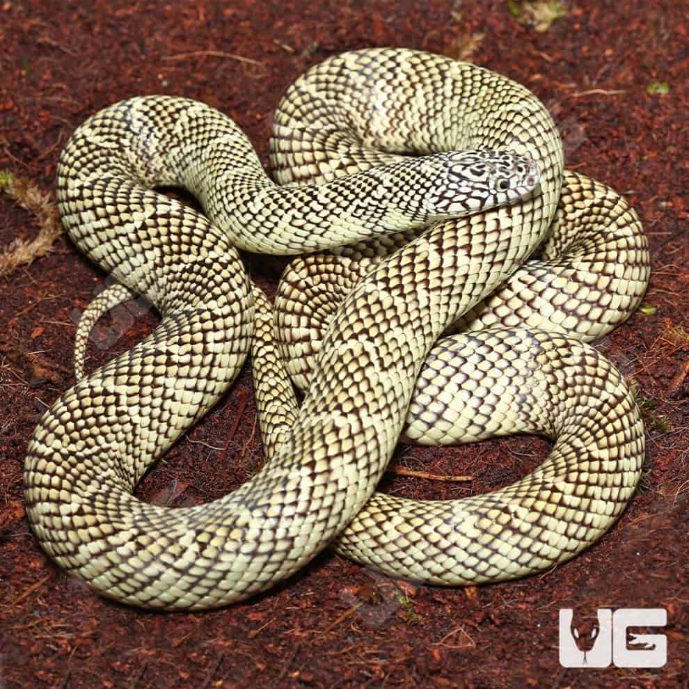 Adult Male Brooks Kingsnake Underground Reptiles