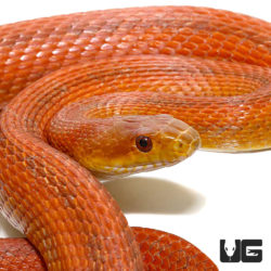 Adult Male Everglades Ratsnakes For Sale - Underground Reptiles