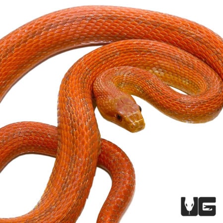 Adult Male Everglades Ratsnakes For Sale - Underground Reptiles