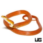 Adult Male Everglades Ratsnakes For Sale - Underground Reptiles