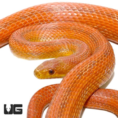 Adult Male Everglades Ratsnakes For Sale - Underground Reptiles