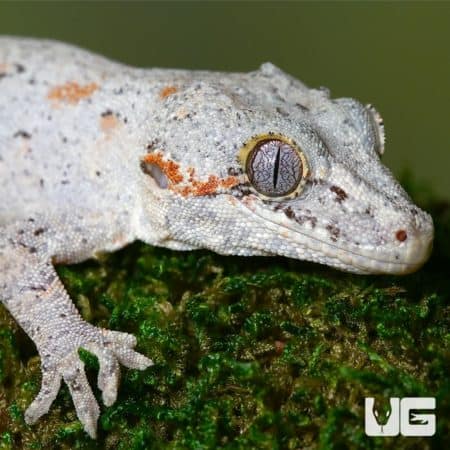 Adult Male Orange Blotched Light Base Gargoyle Geckos For Sale - Underground Reptiles
