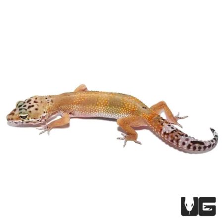 Adult Patternless Leopard Geckos For Sale - Underground Reptiles