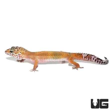 Adult Patternless Leopard Geckos For Sale - Underground Reptiles