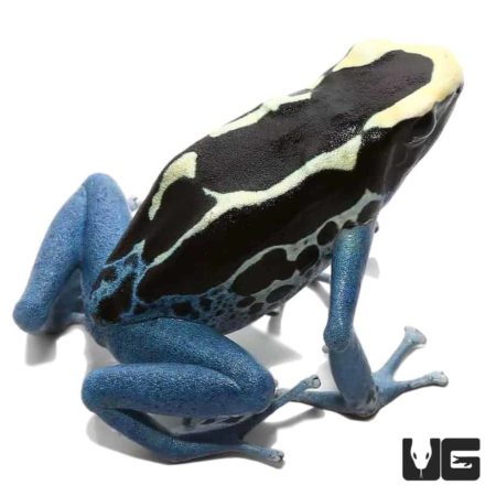 Powder Blue Tinctorius Dart Frogs For Sale - Underground Reptiles