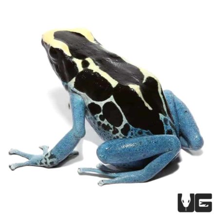 Powder Blue Tinctorius Dart Frogs For Sale - Underground Reptiles