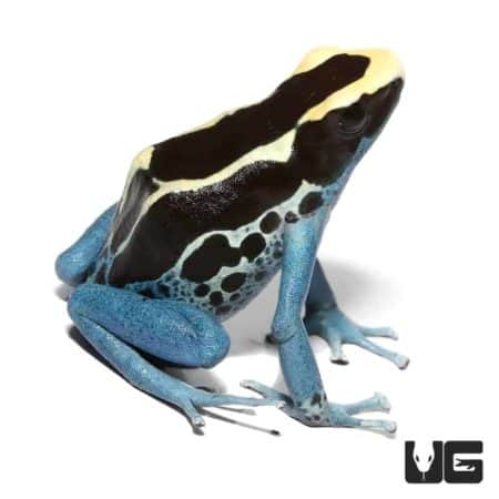 Powder Blue Tinctorius Dart Frogs For Sale - Underground Reptiles