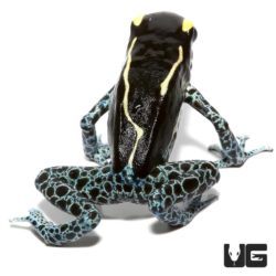 Powder Grey Tinctorius Dart Frogs For Sale - Underground Reptiles