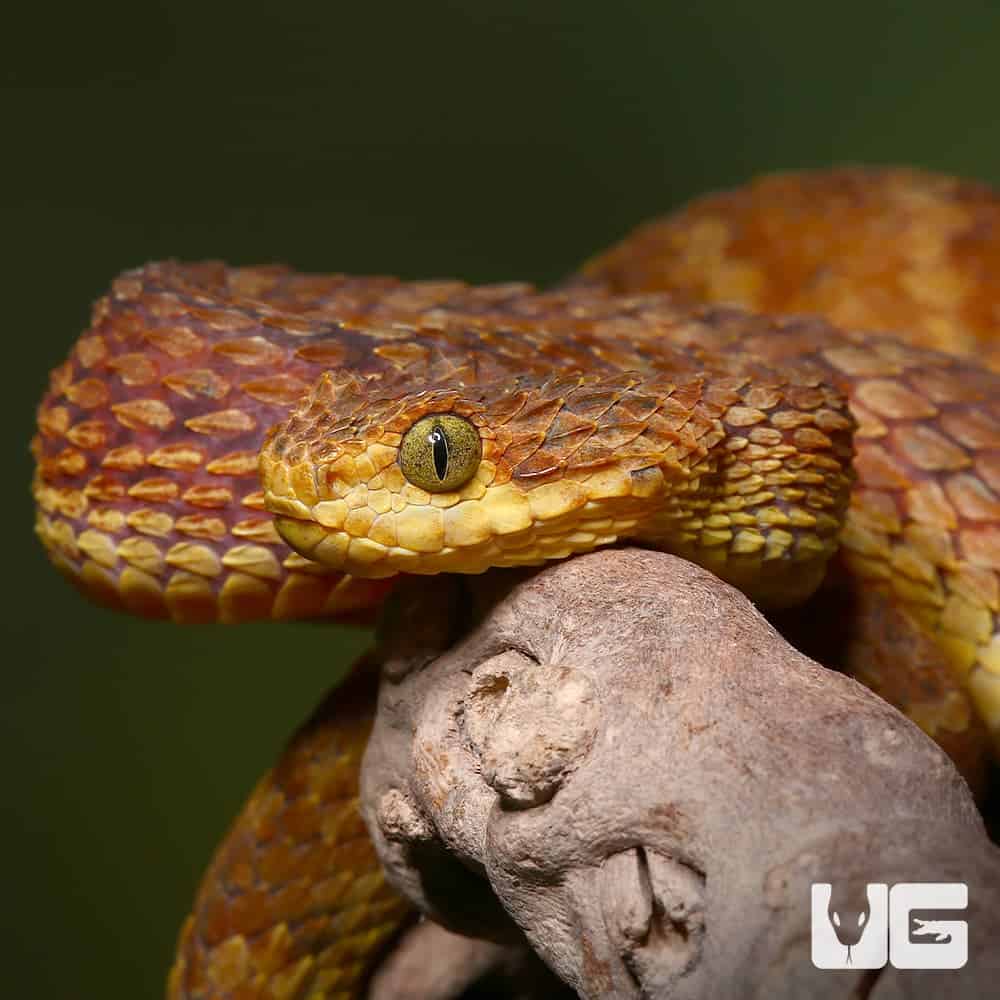 🔥 Atheris squamigera : r/forbiddenboops