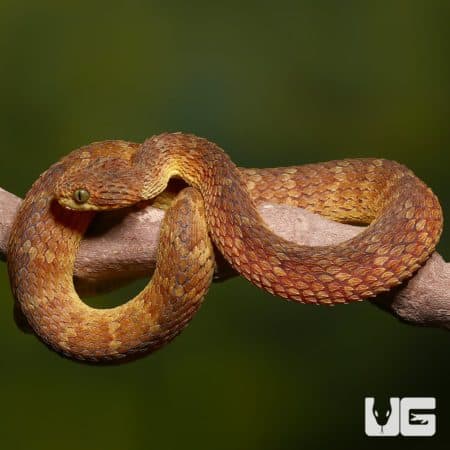 Adult Red Flame Squamigera Bush Vipers (Atheris squamigera) For Sale - Underground Reptiles