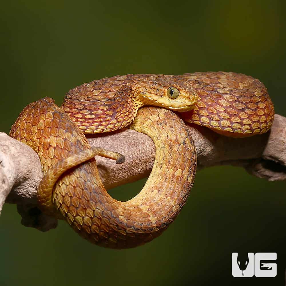 African Bush Viper Trio, Atheris squamiger available as Framed