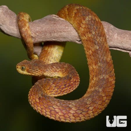Adult Red Flame Squamigera Bush Vipers (Atheris squamigera) For Sale - Underground Reptiles