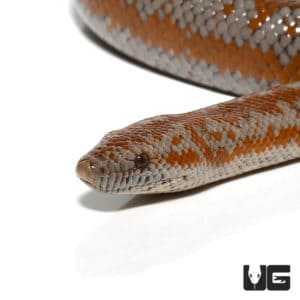 Adult Rosy Boa - Underground Reptiles