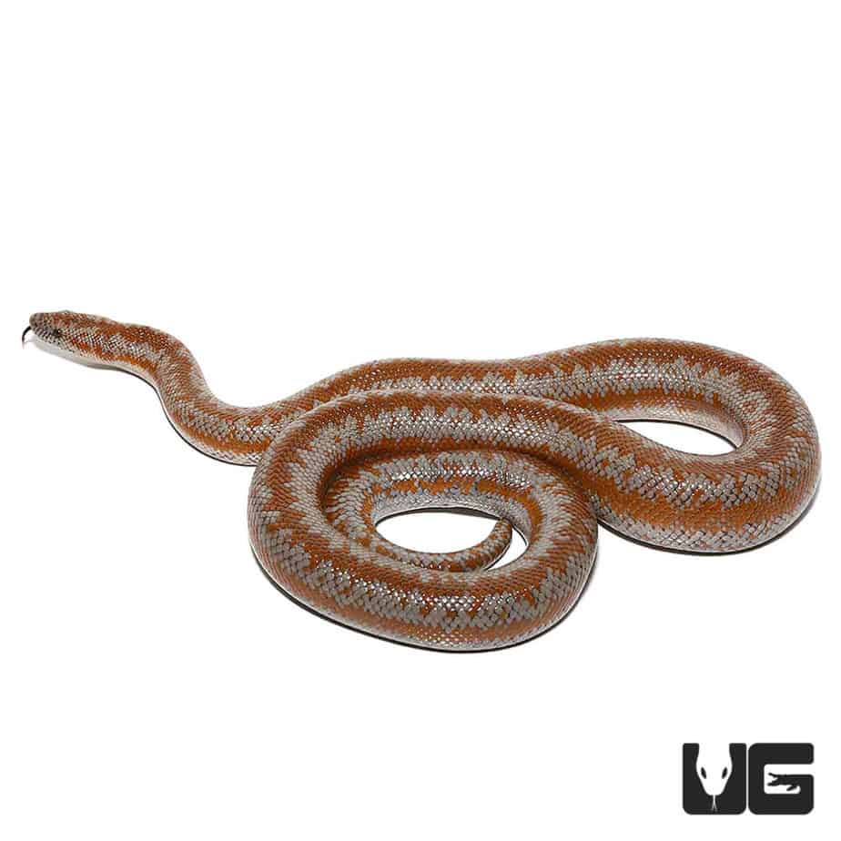 Adult Rosy Boa Underground Reptiles