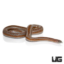 Adult Rosy Boa - Underground Reptiles