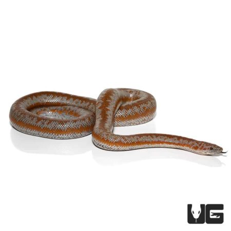 Adult Rosy Boas For Sale - Underground Reptiles