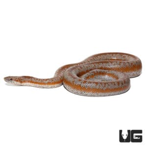 Adult Rosy Boa - Underground Reptiles